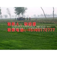 早熟禾草坪