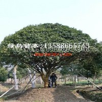 桂花樹