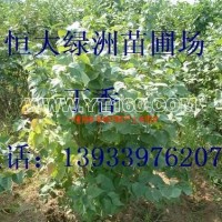 丁香