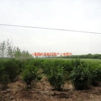 紫丁香球