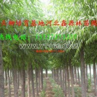 饅頭柳