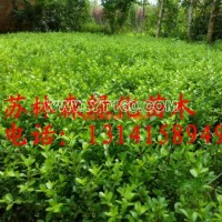 小葉黃楊