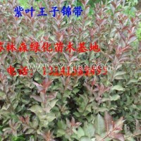 紅王子錦帶