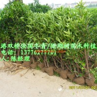 法國(guó)冬青