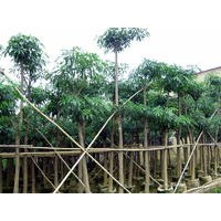 盆架子