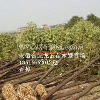 香樟樹