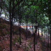 桂花樹