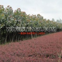 紅葉小檗