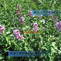 四季丁香