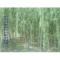 垂柳