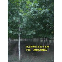 速生法桐