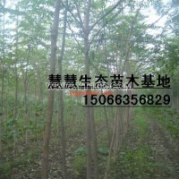 臭椿樹