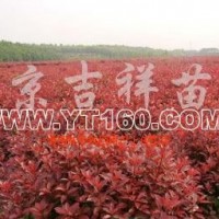 紅葉石楠