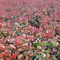 紅葉石楠
