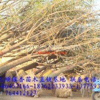 銀杏樹
