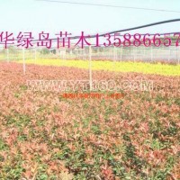 紅葉石楠