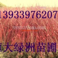 紅瑞木
