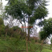 藍花楹
