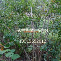 從生紫薇