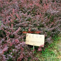 紅葉小檗