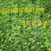 藍葉忍冬