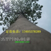 法桐