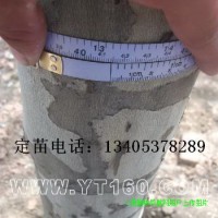 13公分法桐