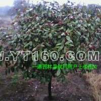 高桿紅葉石楠