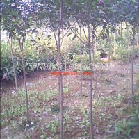 高桿紅葉石楠