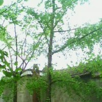 銀杏樹