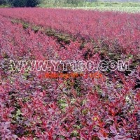 紅葉小檗