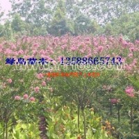 紫薇樹