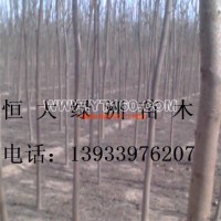 火炬樹