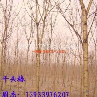 千頭椿