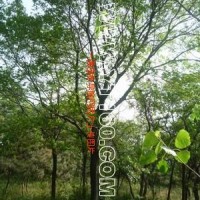 樸樹