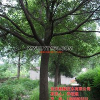 香樟樹(shù)