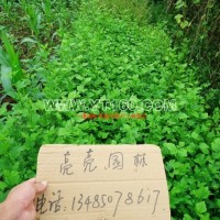 木槿