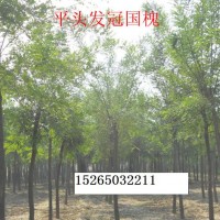 國槐