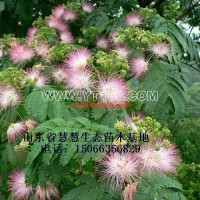 合歡樹
