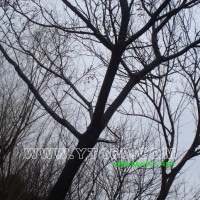 楝樹