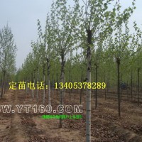 定桿造型法桐