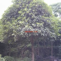 精品桂花樹
