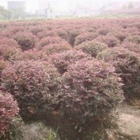 紅花繼木球