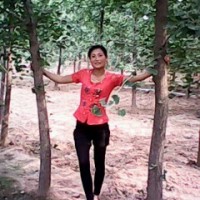 實(shí)生銀杏樹