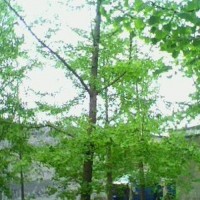 銀杏大樹