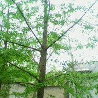 銀杏樹