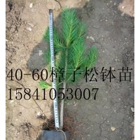 樟子松缽苗