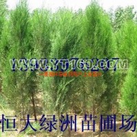 側(cè)柏