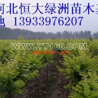 金葉榆