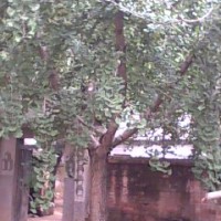 嫁接銀杏樹